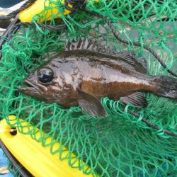 オリジナルメーカー海づり公園(市原市海づり施設) 釣果