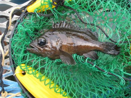 オリジナルメーカー海づり公園(市原市海づり施設) 釣果