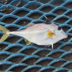 オリジナルメーカー海づり公園(市原市海づり施設) 釣果