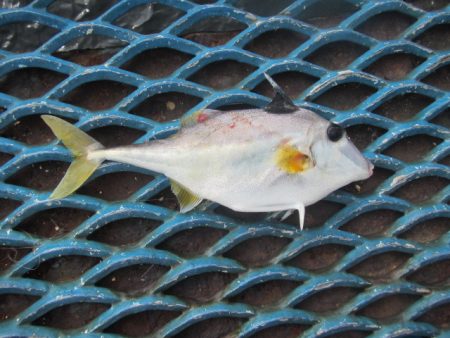 オリジナルメーカー海づり公園(市原市海づり施設) 釣果