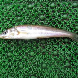 オリジナルメーカー海づり公園(市原市海づり施設) 釣果