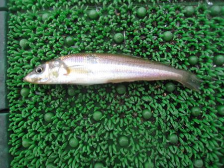 オリジナルメーカー海づり公園(市原市海づり施設) 釣果