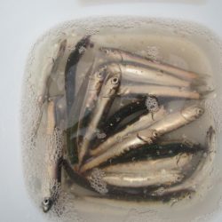 オリジナルメーカー海づり公園(市原市海づり施設) 釣果