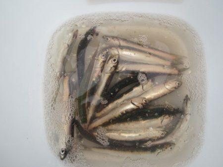 オリジナルメーカー海づり公園(市原市海づり施設) 釣果