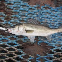 オリジナルメーカー海づり公園(市原市海づり施設) 釣果