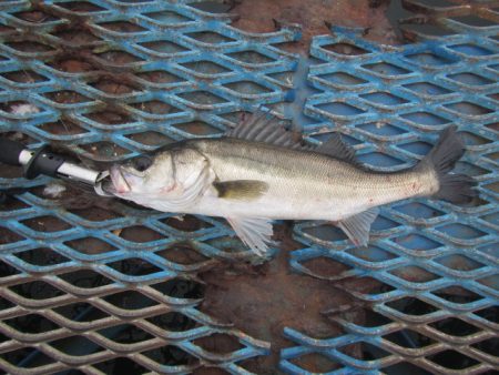 オリジナルメーカー海づり公園(市原市海づり…