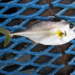 オリジナルメーカー海づり公園(市原市海づり施設) 釣果