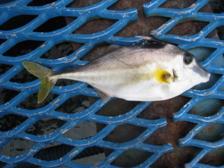オリジナルメーカー海づり公園(市原市海づり施設) 釣果