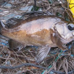 オリジナルメーカー海づり公園(市原市海づり施設) 釣果