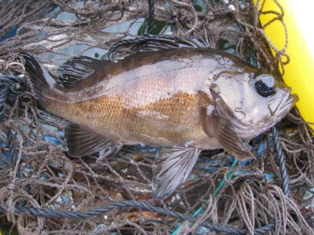オリジナルメーカー海づり公園(市原市海づり施設) 釣果