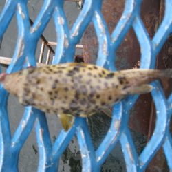 オリジナルメーカー海づり公園(市原市海づり施設) 釣果