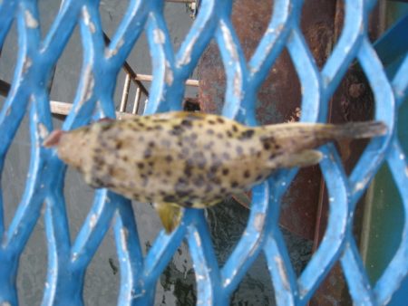 オリジナルメーカー海づり公園(市原市海づり施設) 釣果