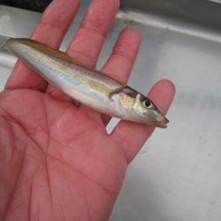 オリジナルメーカー海づり公園(市原市海づり施設) 釣果