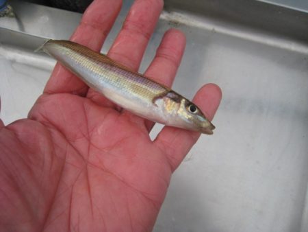 オリジナルメーカー海づり公園(市原市海づり施設) 釣果