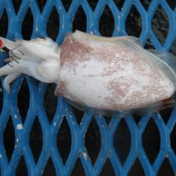 オリジナルメーカー海づり公園(市原市海づり施設) 釣果