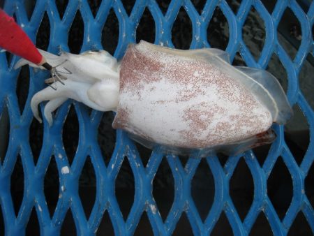 オリジナルメーカー海づり公園(市原市海づり…