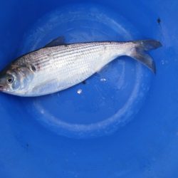 オリジナルメーカー海づり公園(市原市海づり施設) 釣果