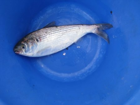 オリジナルメーカー海づり公園(市原市海づり施設) 釣果