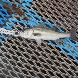 オリジナルメーカー海づり公園(市原市海づり施設) 釣果