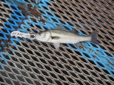 オリジナルメーカー海づり公園(市原市海づり施設) 釣果