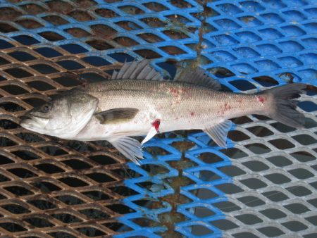 オリジナルメーカー海づり公園(市原市海づり施設) 釣果