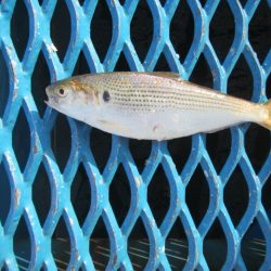 オリジナルメーカー海づり公園(市原市海づり施設) 釣果