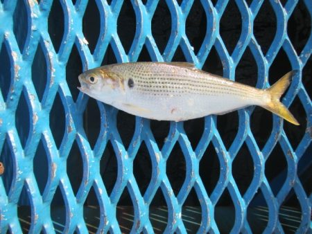 オリジナルメーカー海づり公園(市原市海づり施設) 釣果
