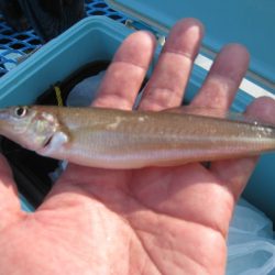 オリジナルメーカー海づり公園(市原市海づり施設) 釣果