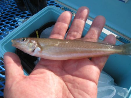 オリジナルメーカー海づり公園(市原市海づり施設) 釣果