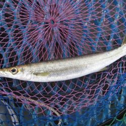 オリジナルメーカー海づり公園(市原市海づり施設) 釣果