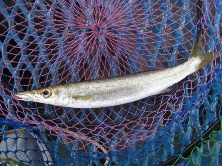 オリジナルメーカー海づり公園(市原市海づり施設) 釣果