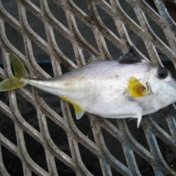 オリジナルメーカー海づり公園(市原市海づり施設) 釣果