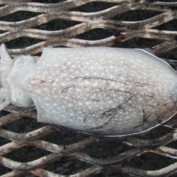 オリジナルメーカー海づり公園(市原市海づり施設) 釣果