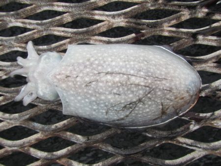 オリジナルメーカー海づり公園(市原市海づり施設) 釣果