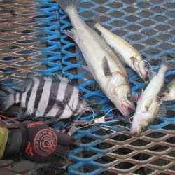 オリジナルメーカー海づり公園(市原市海づり施設) 釣果