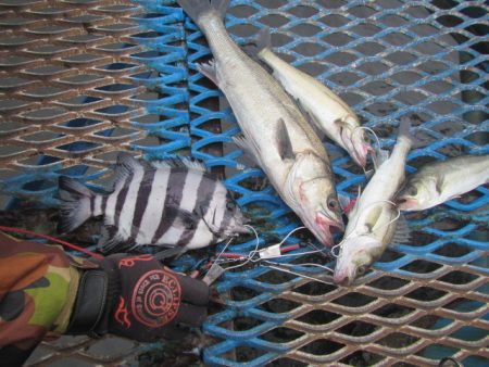 オリジナルメーカー海づり公園(市原市海づり施設) 釣果