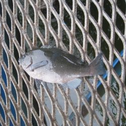 オリジナルメーカー海づり公園(市原市海づり施設) 釣果