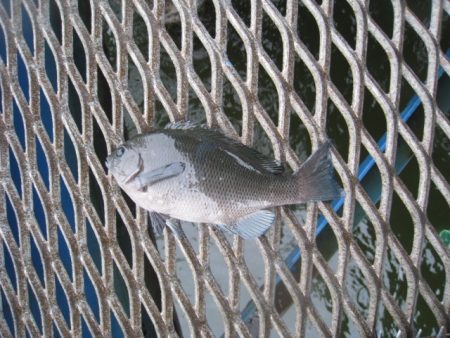 オリジナルメーカー海づり公園(市原市海づり施設) 釣果