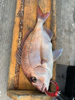 幸吉丸 釣果