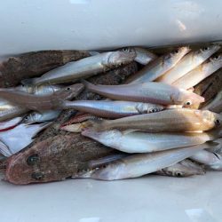 さんさん丸 釣果