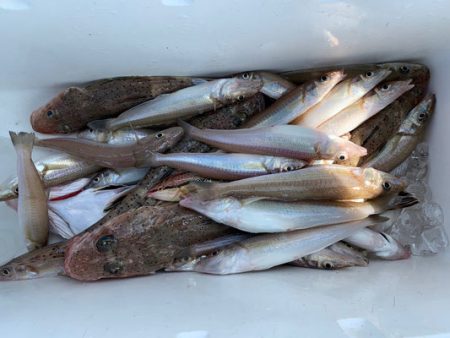 さんさん丸 釣果