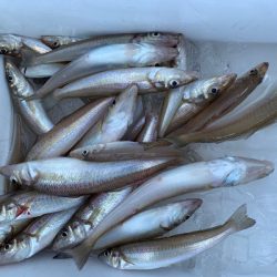 さんさん丸 釣果