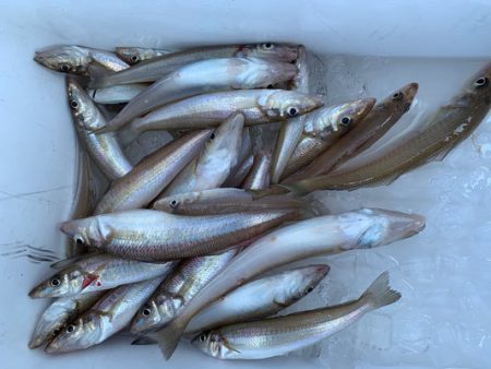 さんさん丸 釣果