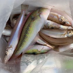 さんさん丸 釣果