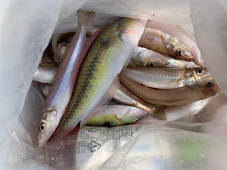 さんさん丸 釣果