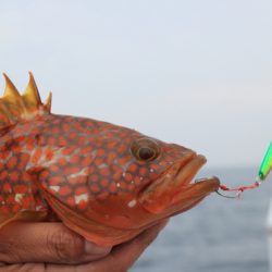 クルーズ 釣果
