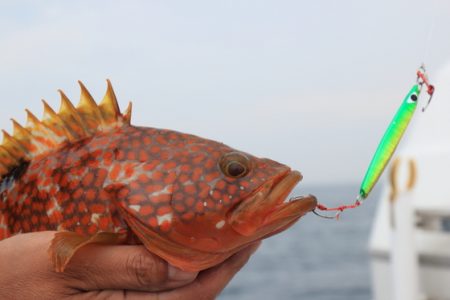 クルーズ 釣果
