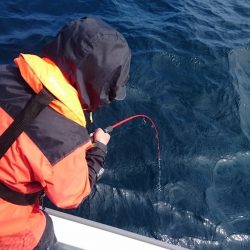 遊漁船ブルーウッズ 釣果