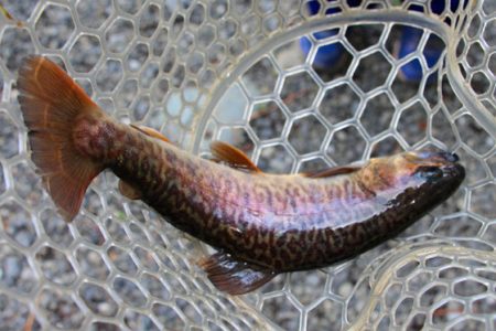 小菅トラウトガーデン 釣果