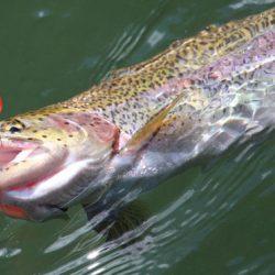 小菅トラウトガーデン 釣果